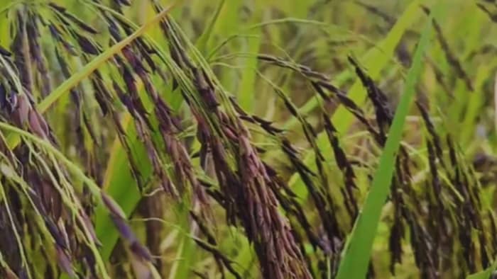 शुगर फ्री धान