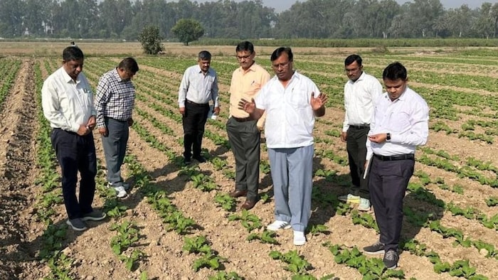 Mustard Disease Prevention