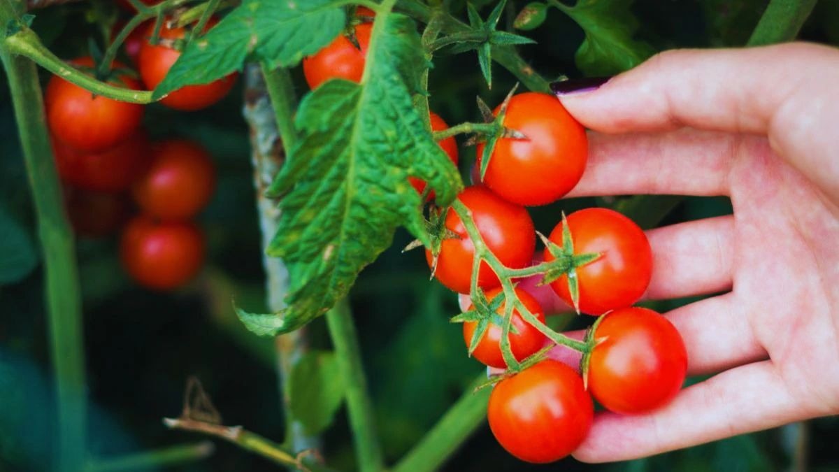 चेरी टमाटर