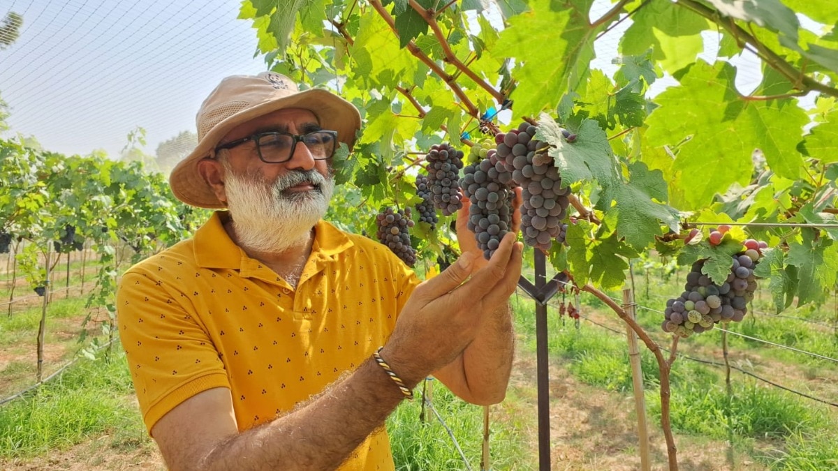 बरेली के अनिल साहनी ने अंगूर की ऑर्गेनिक खेती में पेश की मिसाल (Image-Social media)