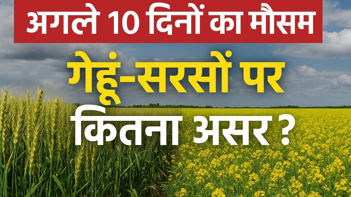 wheat and mustard farming