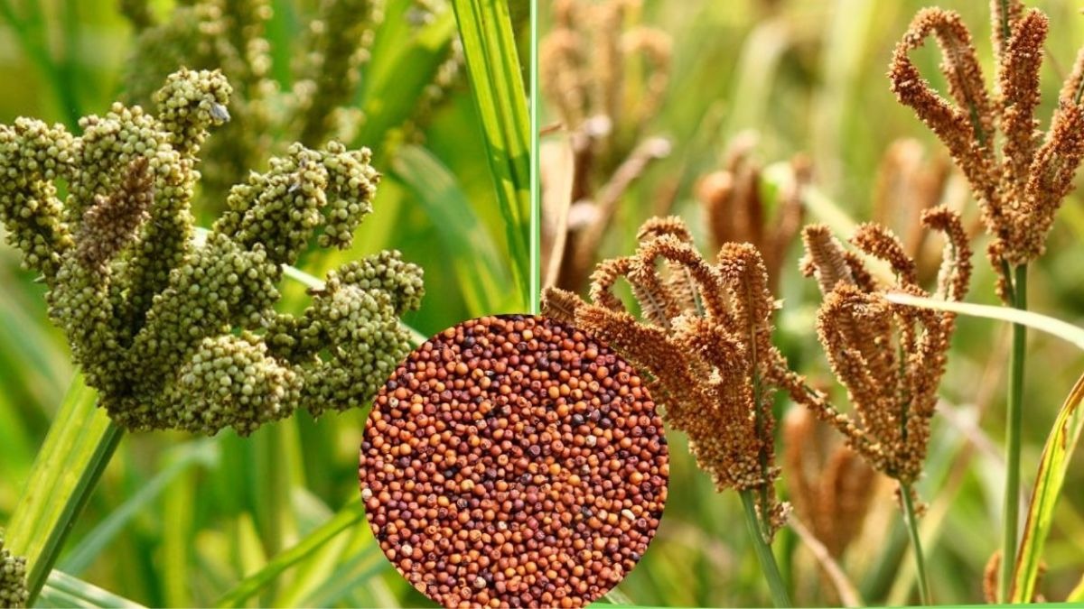 ‘सुपरफूड’ है ये फसल