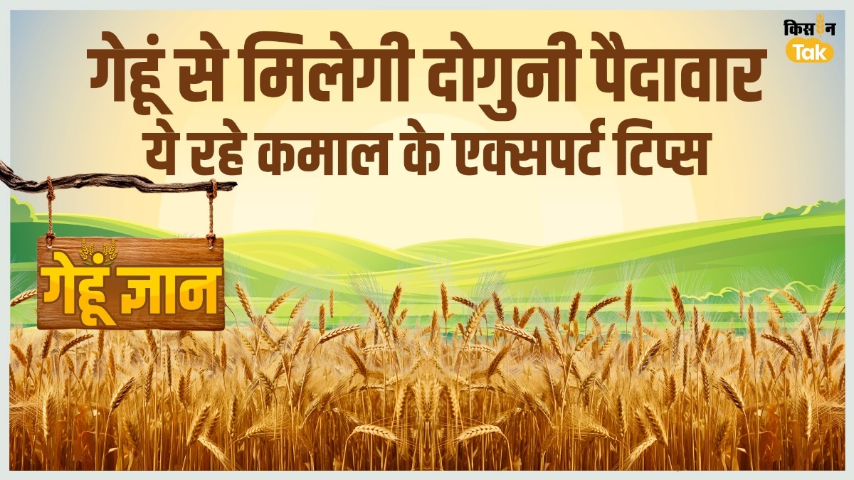 HD 3226: ज्यादा पैदावार और रोगों से दूर, गेहूं की ये नई किस्म बनी किसानों की पहली पसंद