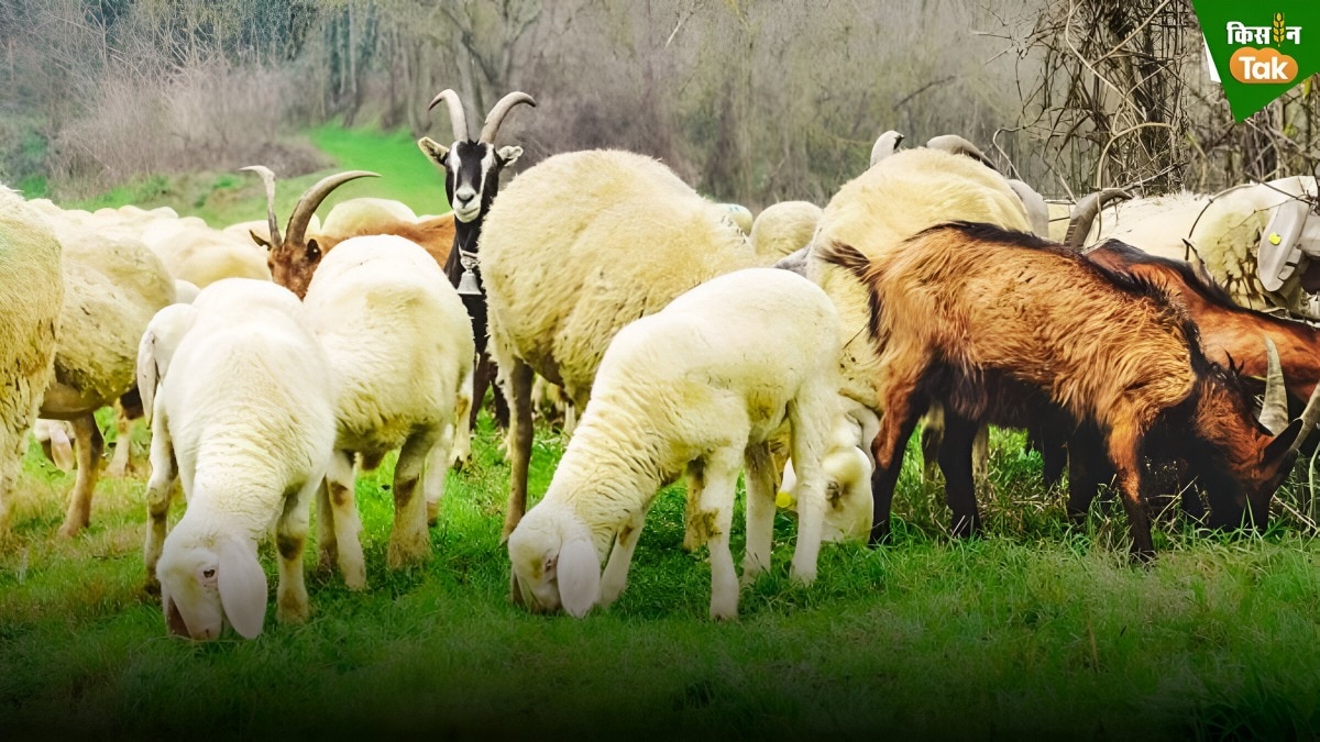 Sheep-Goat Plan: भेड़-बकरी का दूध उत्पादन बढ़ाने को हरियाणा सरकार ने बनाया रोडमैप, होंगे ये काम 