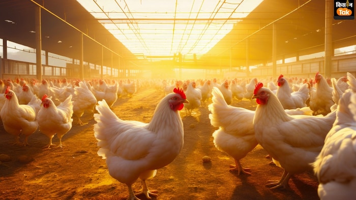 इस योजना का मकसद मुर्गी पालन को एक बड़े उद्योग के रूप में विकसित करना है (Image-Kisan Tak)