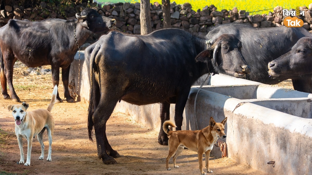 Rabies Case: ऐसी भैंस का दूध पीने पर क्या बोले एक्सपर्ट जिसे कुत्ते ने काट लिया हो, पढ़ें डिटेल 