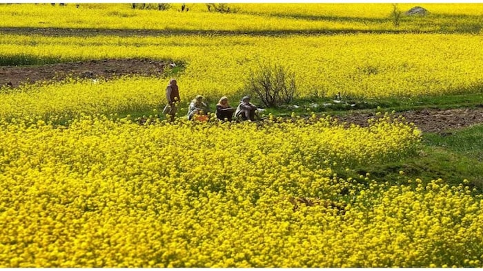 Mustard and Wheat Farming Tips