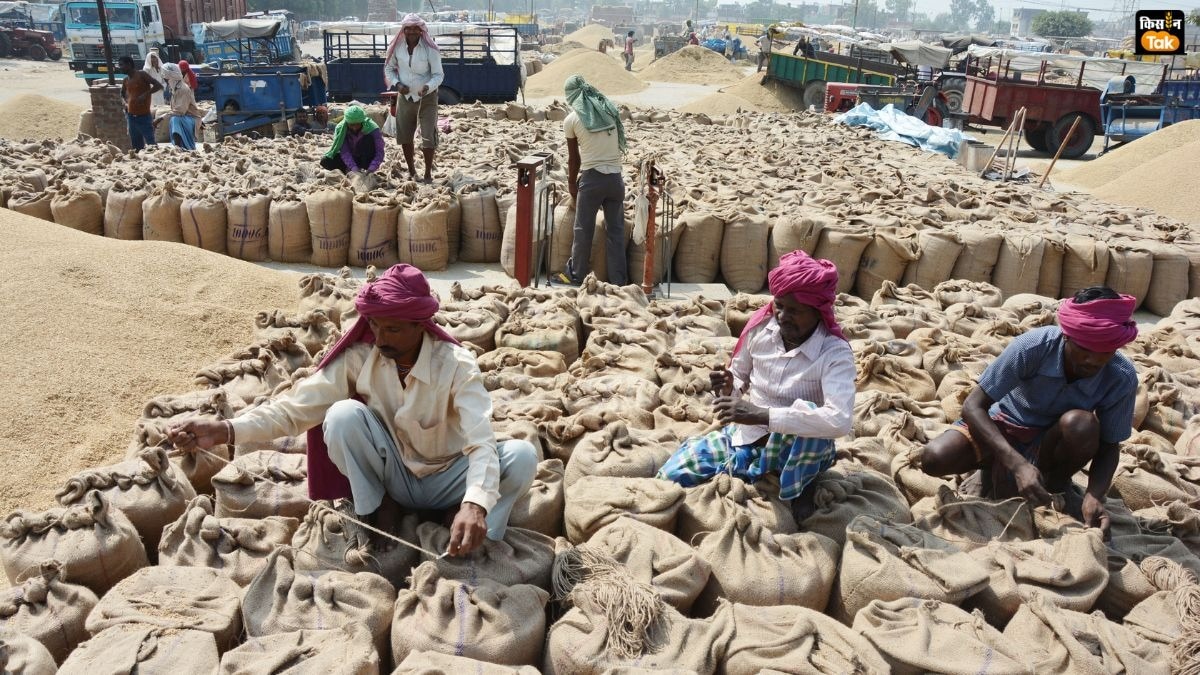 करनाल में 25,000 क्विंटल धान गायब, हैफेड कर्मचारियों पर गिरी गाज