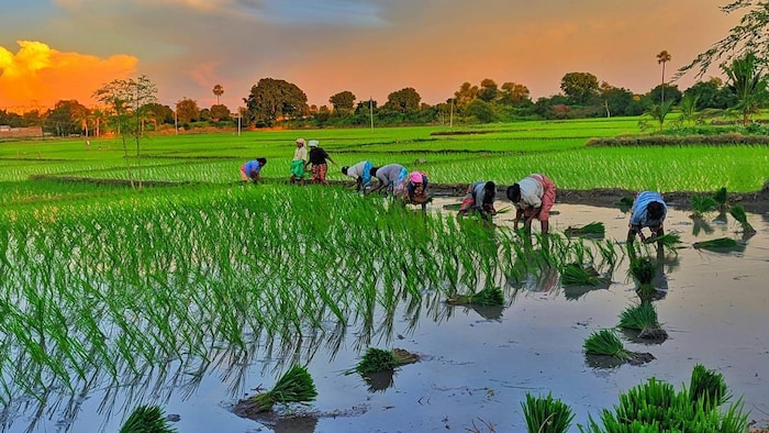 पंजाब में धान की रोपाई की तारीखें बनीं सीएम मान के लिए चुनौती