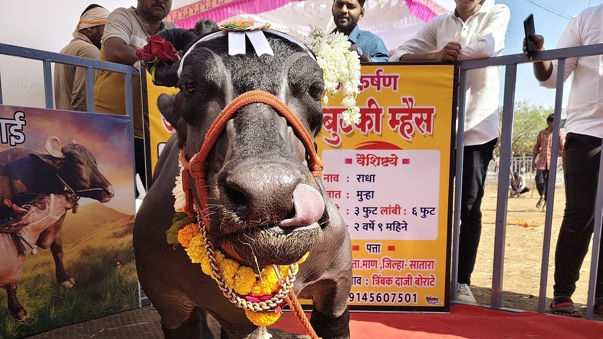 Smallest Buffalo: दुनिया की सबसे छोटी भैंस बनी ‘राधा’, गिनीज बुक ऑफ वर्ल्ड रिकॉर्ड्स में दर्ज हुआ नाम 