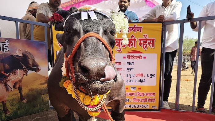 ये है दुनिया की सबसे छोटी भैंस