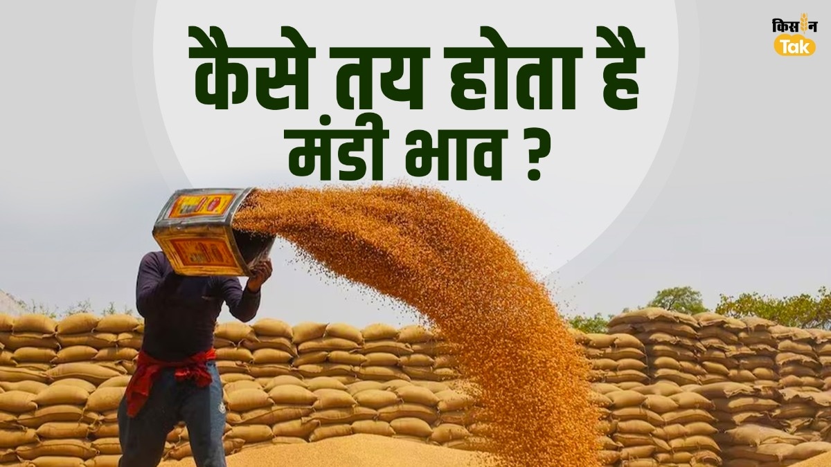 Explained: मंडी भाव आखिर तय कैसे होते हैं? जानिए किसानों की उपज के दाम तय करने की पूरी प्रक्रिया