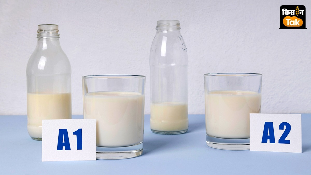 A2 Ghee Issue: सोशल मीडिया पर बढ़ रही है A1-A2 दूध-घी की बहस, फैट नहीं पाचन से जुड़ा है मामला
