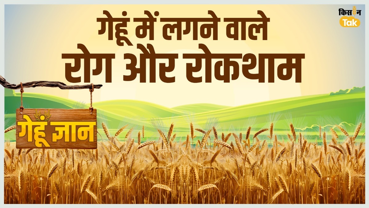 गेहूं ज्ञान- जानें गेहूं में लगने वाले रोग और रोकथाम