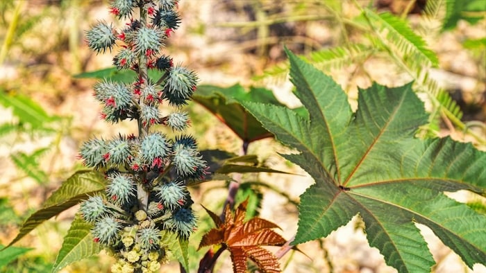 Castor farming: कैसे करें अरंडी की खेती