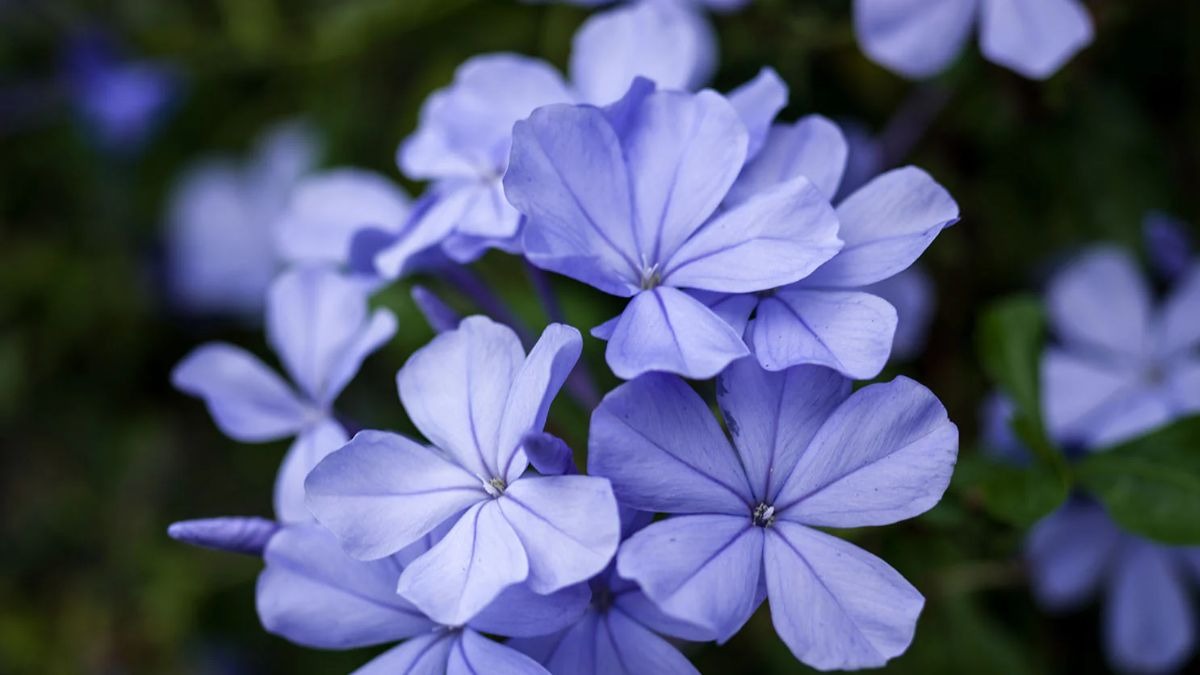 Periwinkle: सदाबहार की खेती से कमा सकते हैं अच्छा मुनाफा, जानें उन्नत किस्में और तरीका