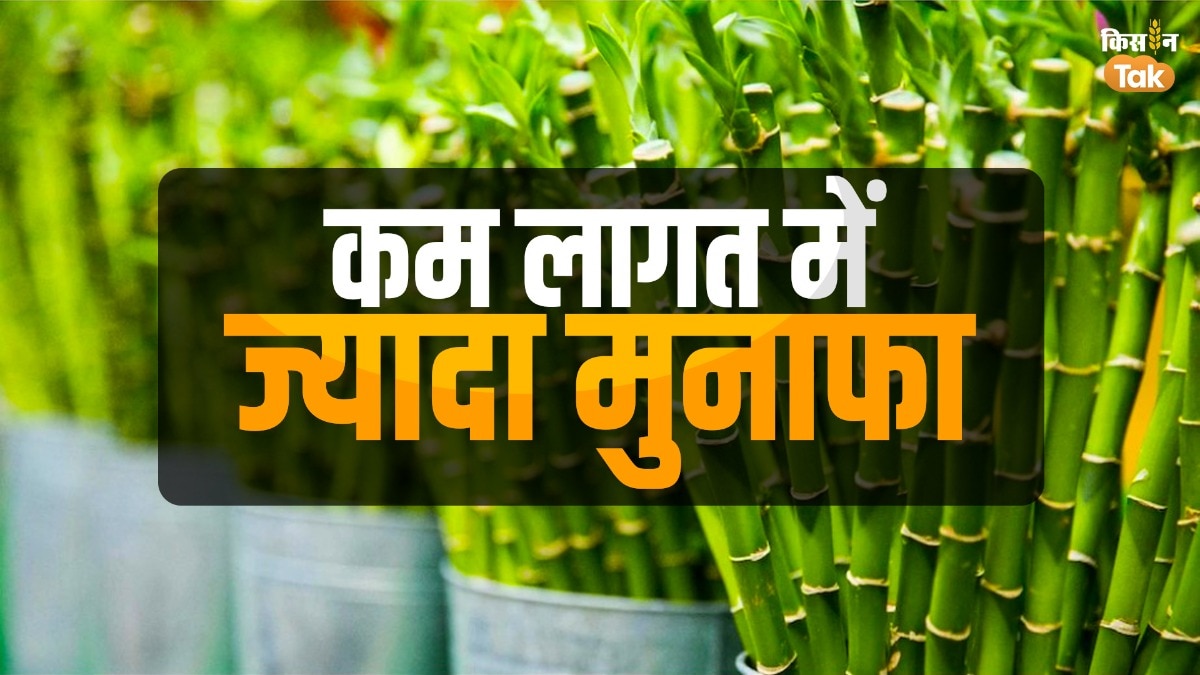 Bamboo Farming: बांस की खेती से हो जाएं मालामाल, सरकार भी दे रही है सब्सिडी
