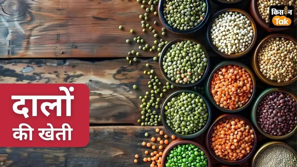 Pulses Report: तुअर स्थिर, मूंग में गिरावट, उड़द में बढ़त — किसानों का बदल रहा रुझान