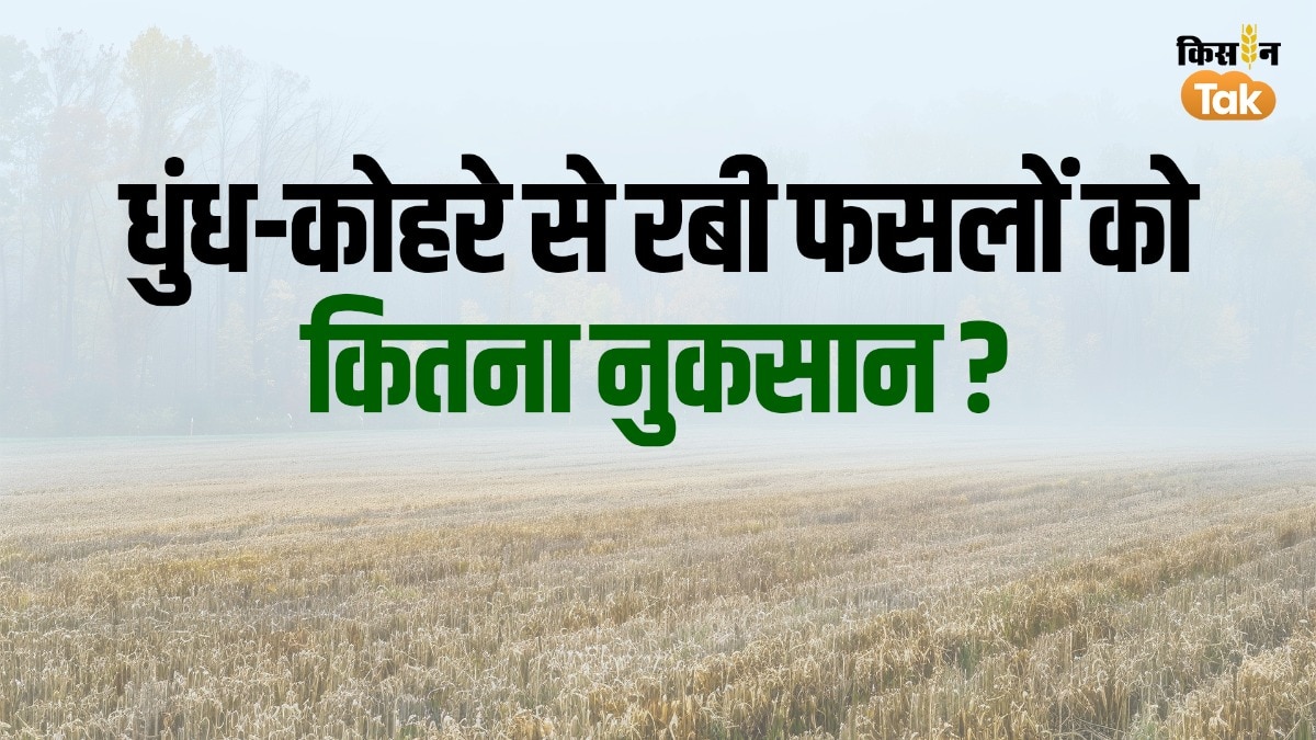 Smog और Fog का रबी फसलों पर बुरा असर! गेहूं-सरसों सहित इन क्रॉप्‍स में होता है नुकसान, पढ़ें डिटेल