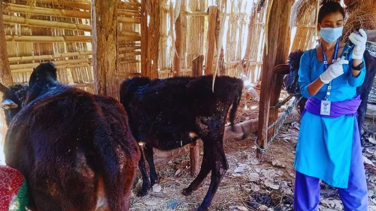 Animal Vaccination: गाय-भैंस, भेड़-बकरियों का वैक्सीनेशन कराने से पहले इन 12 बातों का रखें खास ख्याल 