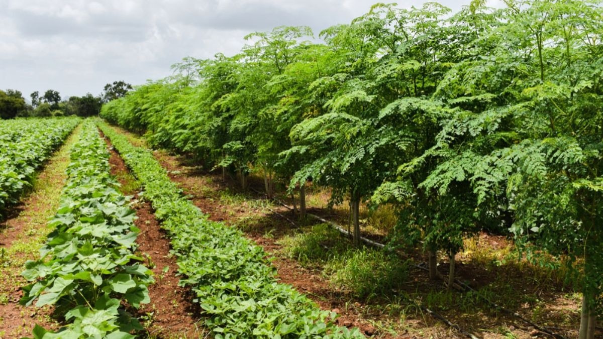 Intercropping क्या है? सहफसली खेती से किसानों को होने वाले 5 बड़े फायदे