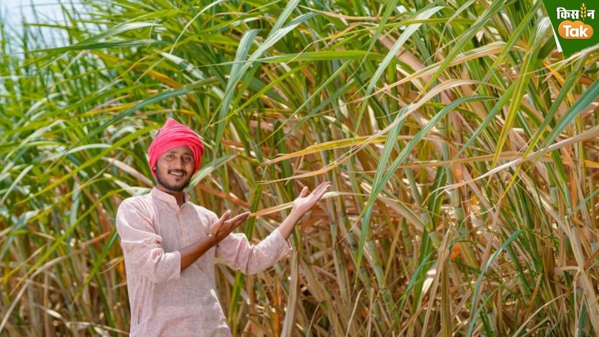 2024-25 सीजन में चीनी उत्पादन आंकड़ा 333 लाख टन के पार पहुंचने की उम्मीद है.