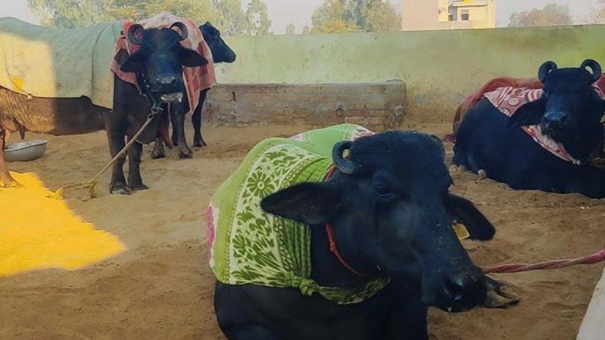 पशुओं को ठंड से बचाने के उपाय