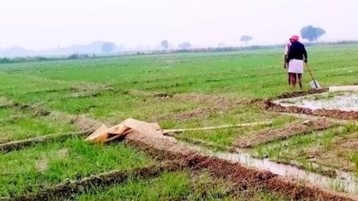 rabi sowing crisis punjab