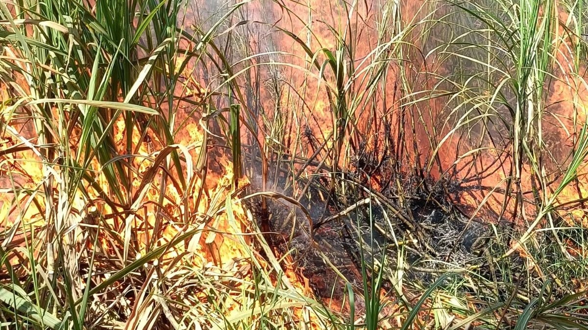 धू-धूकर जली गन्ने की फसल