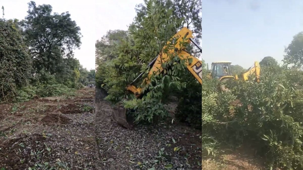 किसान ने सीताफल के पेड़ों पर JCB