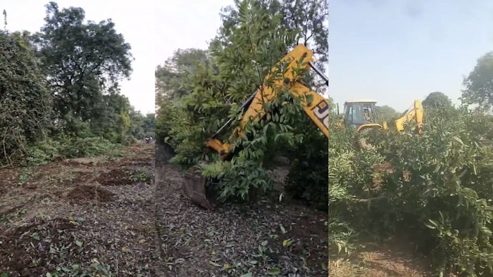 किसान ने सीताफल के पेड़ों पर JCB