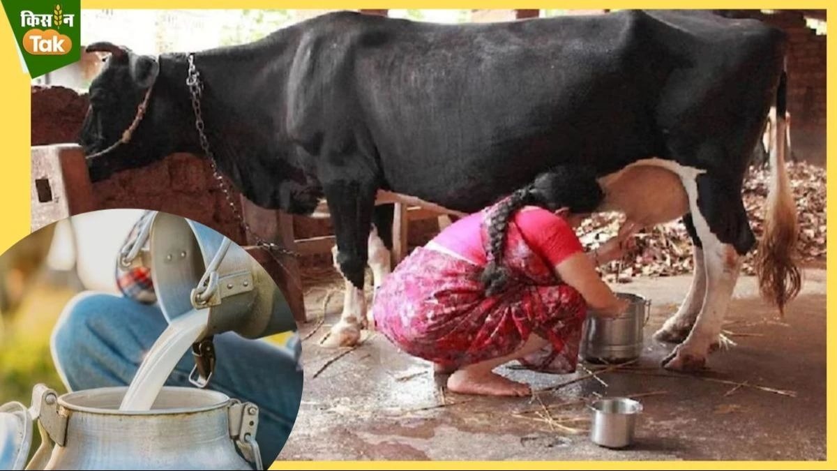 Animal Care Tips: ठंड लगने पर कम हो सकता है पशुओं का दूध, नुकसान से बचाएंगे ये उपाय