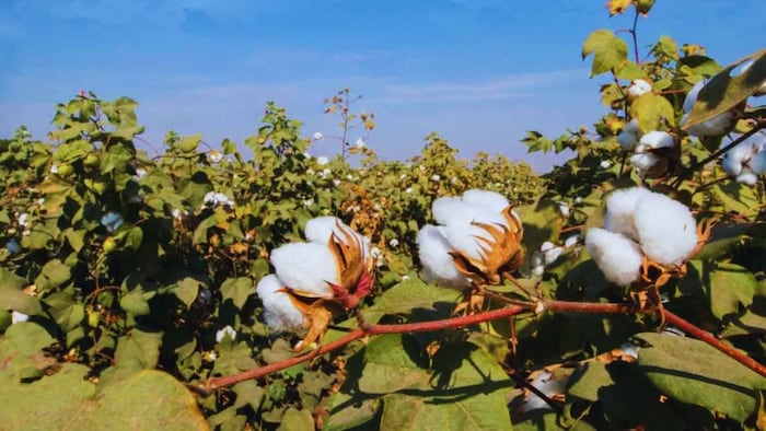 cotton farmers problem over duty free import