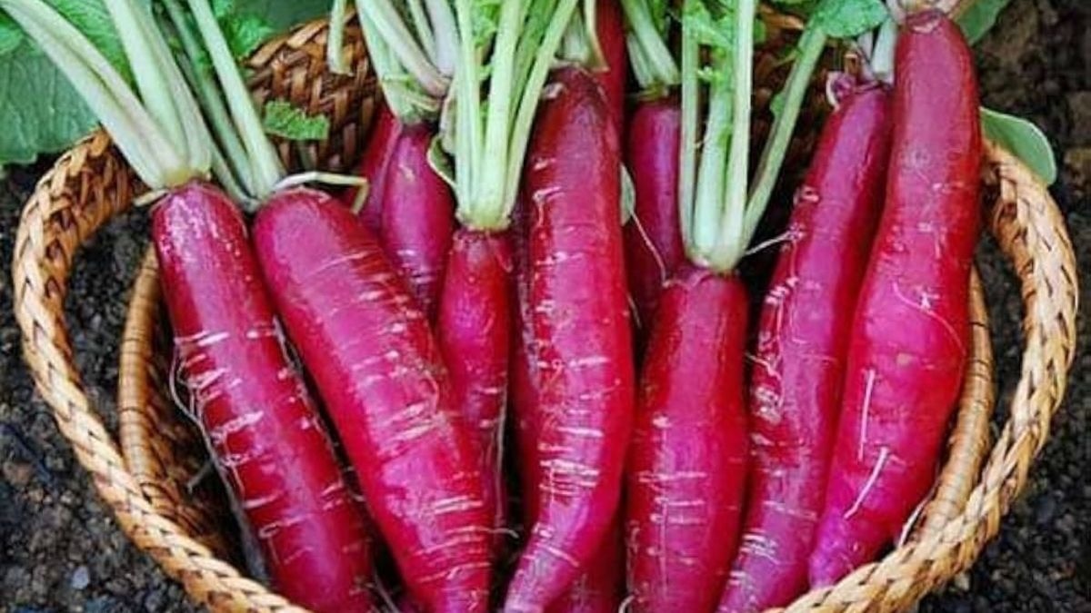 मूली की खेती