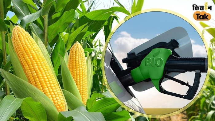 मक्का नियंत्रण आदेश करना चाहिए लागू