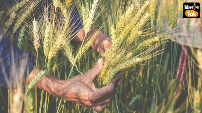 16 जनवरी तक गेहूं की बुवाई 2 फीसदी बढ़कर 320 लाख हेक्टेयर पर पहुंच गई है.