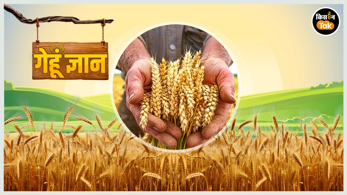 अक्टूबर–दिसंबर में अगेती गेहूं की खेती और देखभाल कैसे करें, जानें आसान और असरदार तरीका