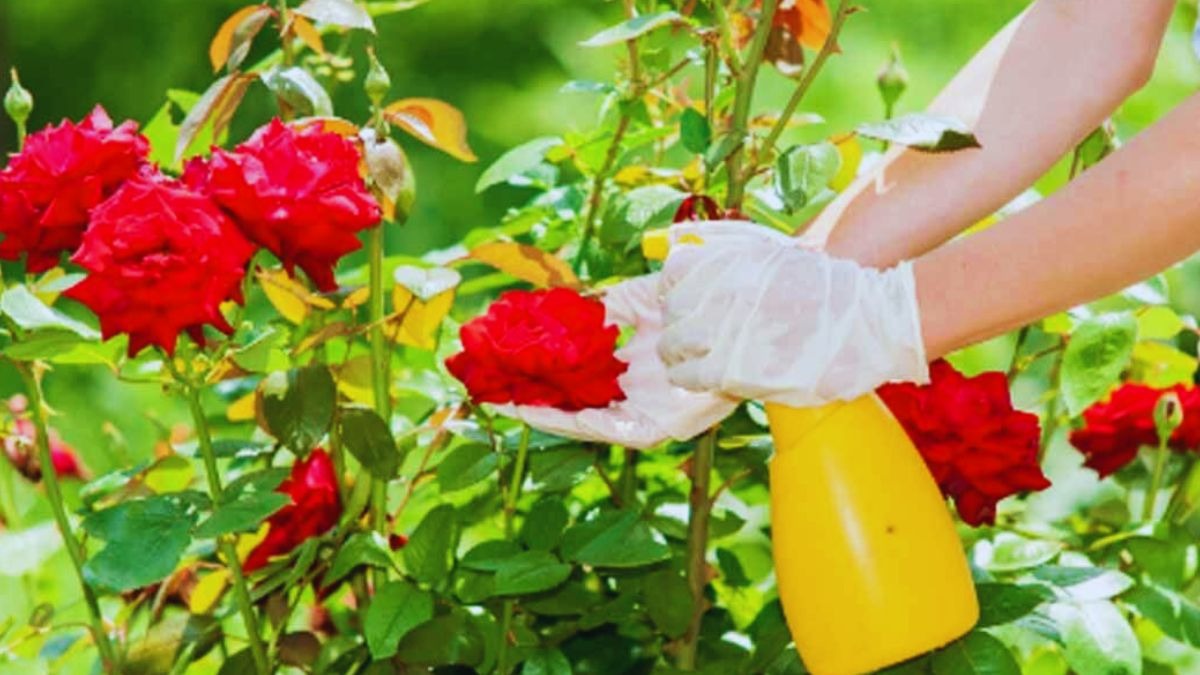 Rose Care Tips: सर्दियों में कैसे करें गुलाब के पौधे की देखभाल, जानें कुछ खास टिप्‍स 