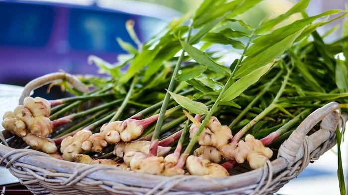 ginger new variety SAS KEVU