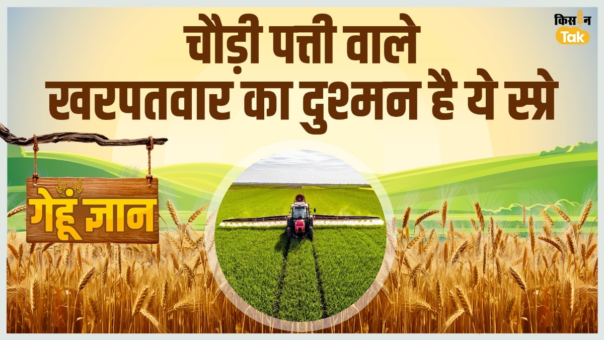 गेहूं की खेती में खरपतवार का खतरा