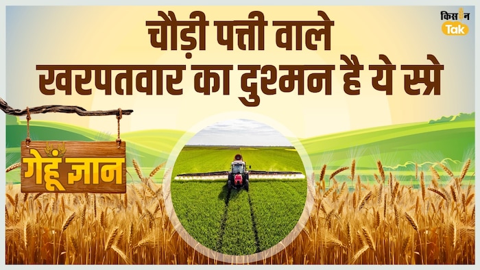 गेहूं की खेती में खरपतवार का खतरा