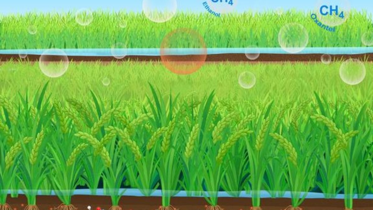 Low-Methane Rice Project
