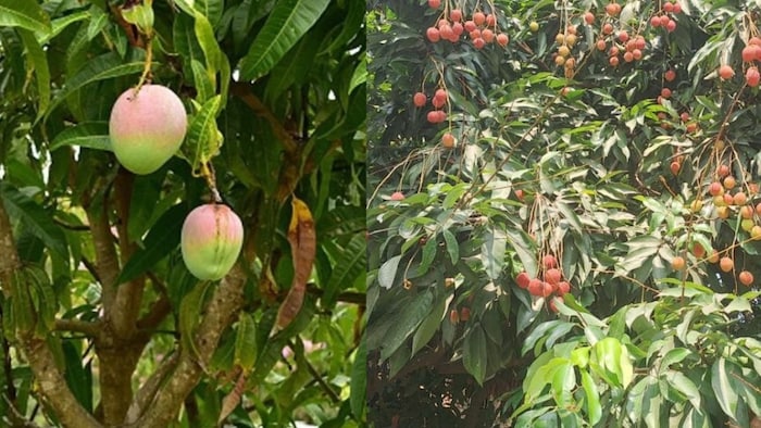 Winter care Tips for fruit growers