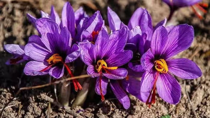 kesar farming pampore