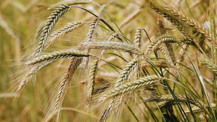 जौ की खेती