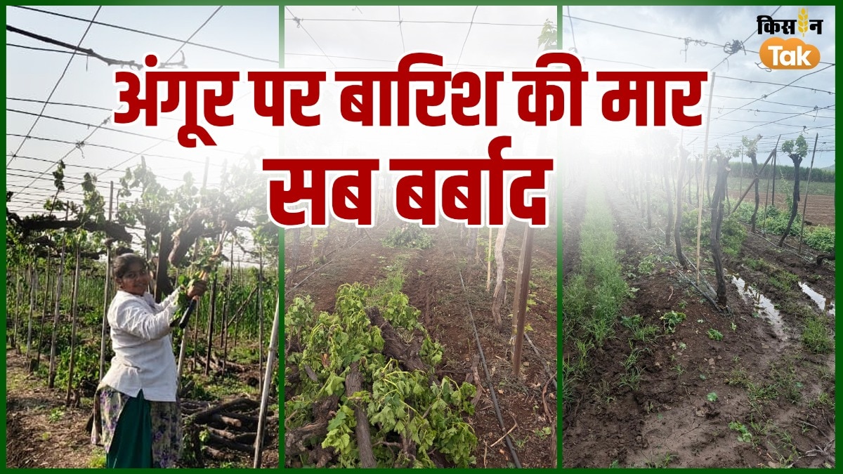 अंगूर किसानों की बर्बादी: 70% फसल चौपट, लाखों का नुकसान—2027 तक फल की उम्मीद भी अधर में