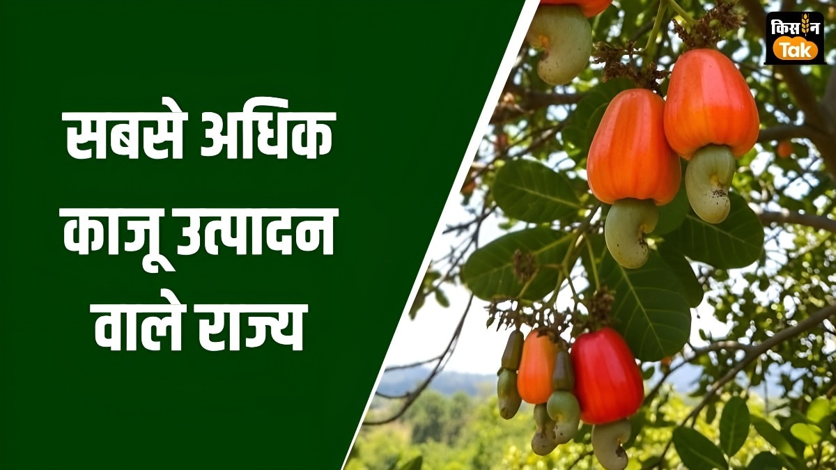 International Cashew Day : कहां से आता है आपका फेवरेट काजू, भारत के किन राज्यों में होती है खेती?