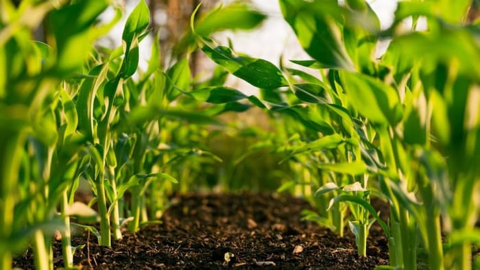 जम्मू-कश्मीर में ऑर्गेनिक मिशन तेज