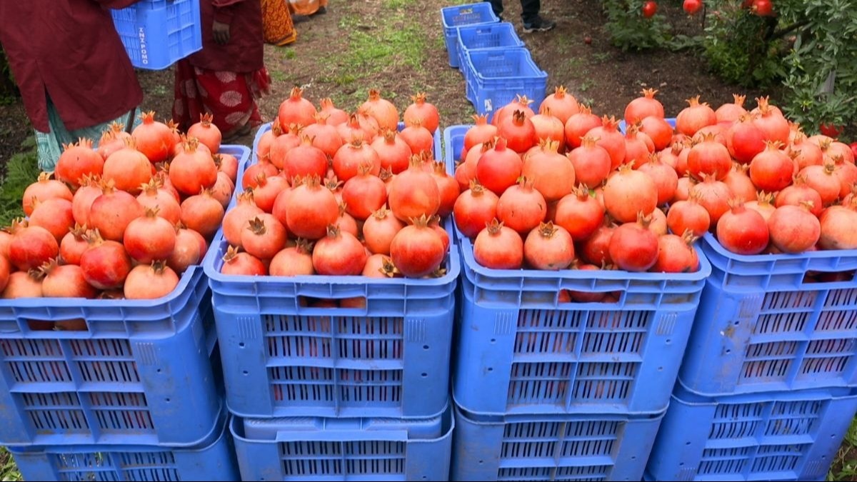 अमेरिका में एक्सपोर्ट किया गया अनार