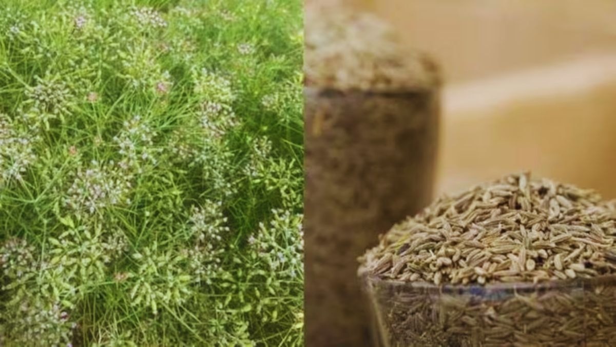 जीरे की बुवाई में देरी